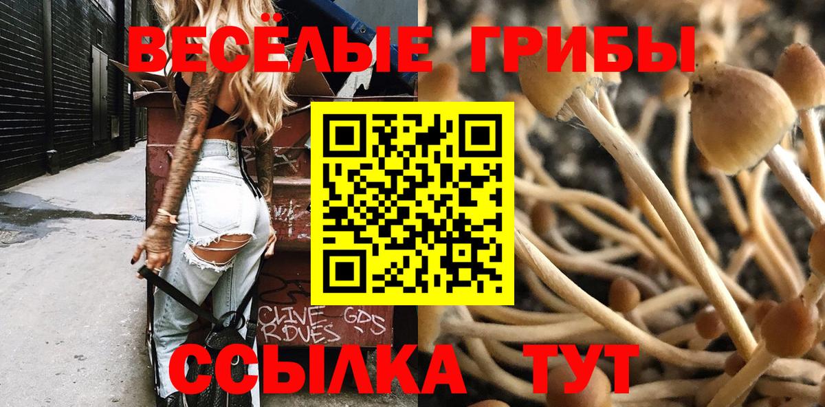 Псилоцибиновые грибы Psilocybine cubensis Артём